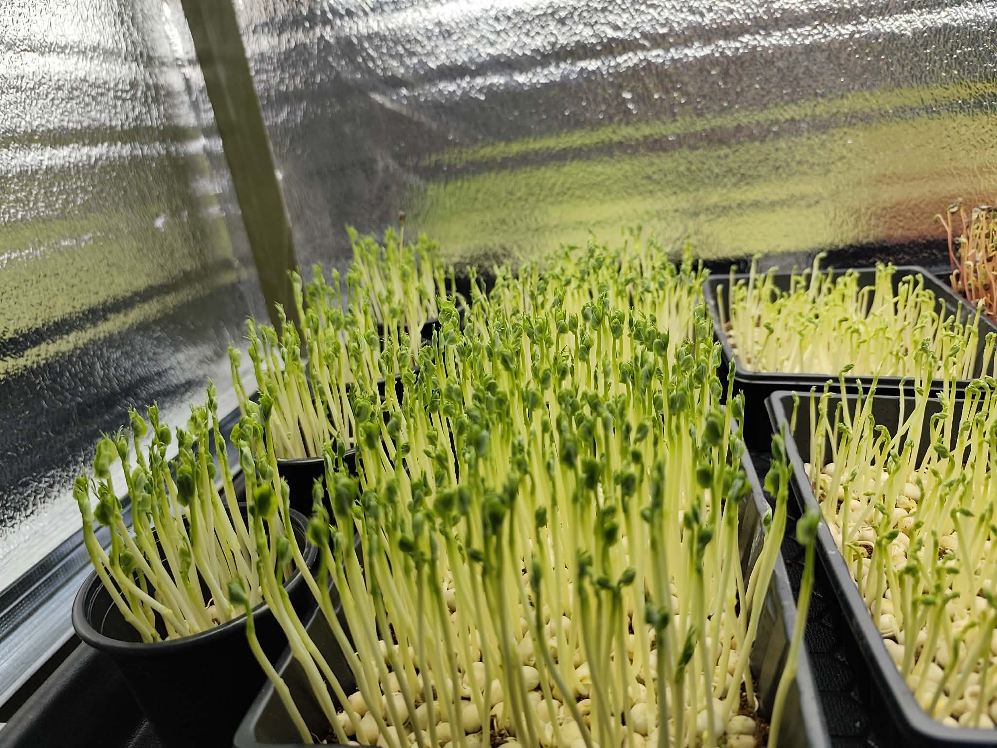 GreenBoost auginimo erdvė